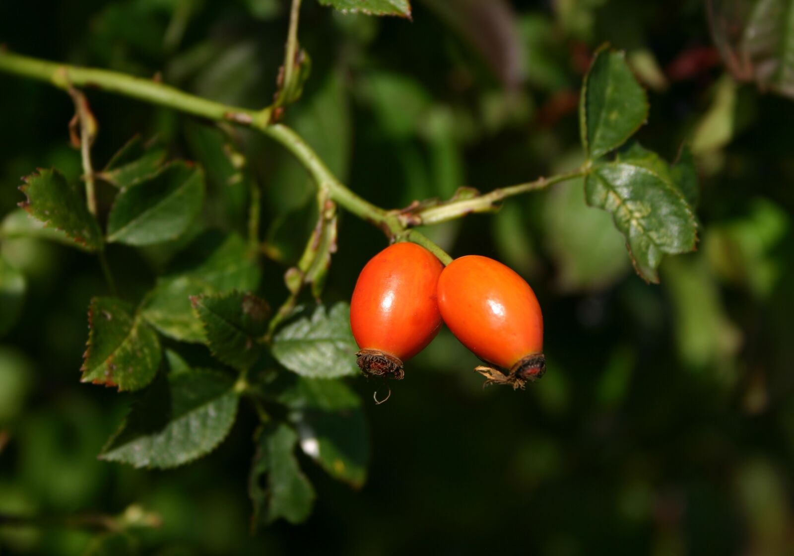 Canon EOS 300D (EOS Digital Rebel / EOS Kiss Digital) sample photo. Rose hip, dog rose photography