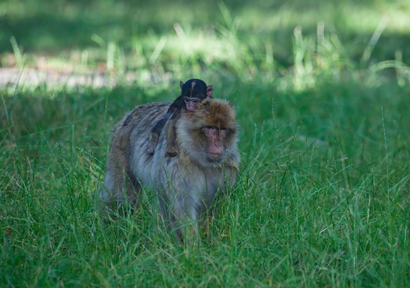 150-600mm F5-6.3 DG OS HSM | Contemporary 015 sample photo. Barbary macaque, barbary, macaques photography