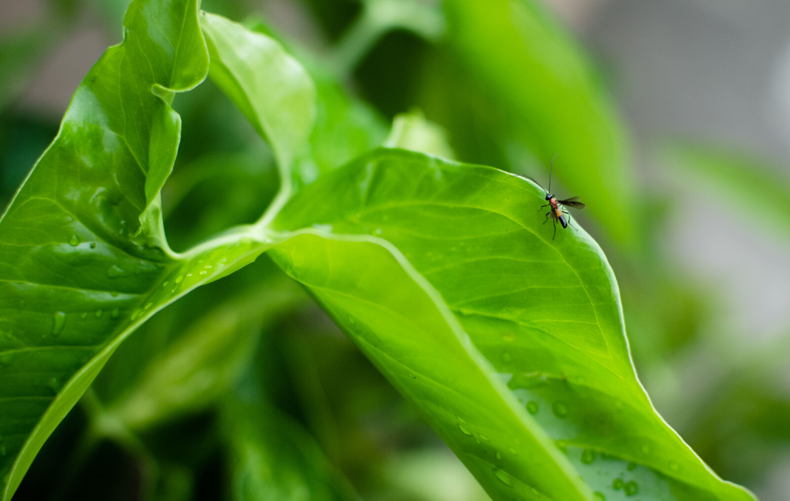 Nikon D5100 + Nikon AF-S DX Nikkor 35mm F1.8G sample photo. After, green, leaf, rain photography