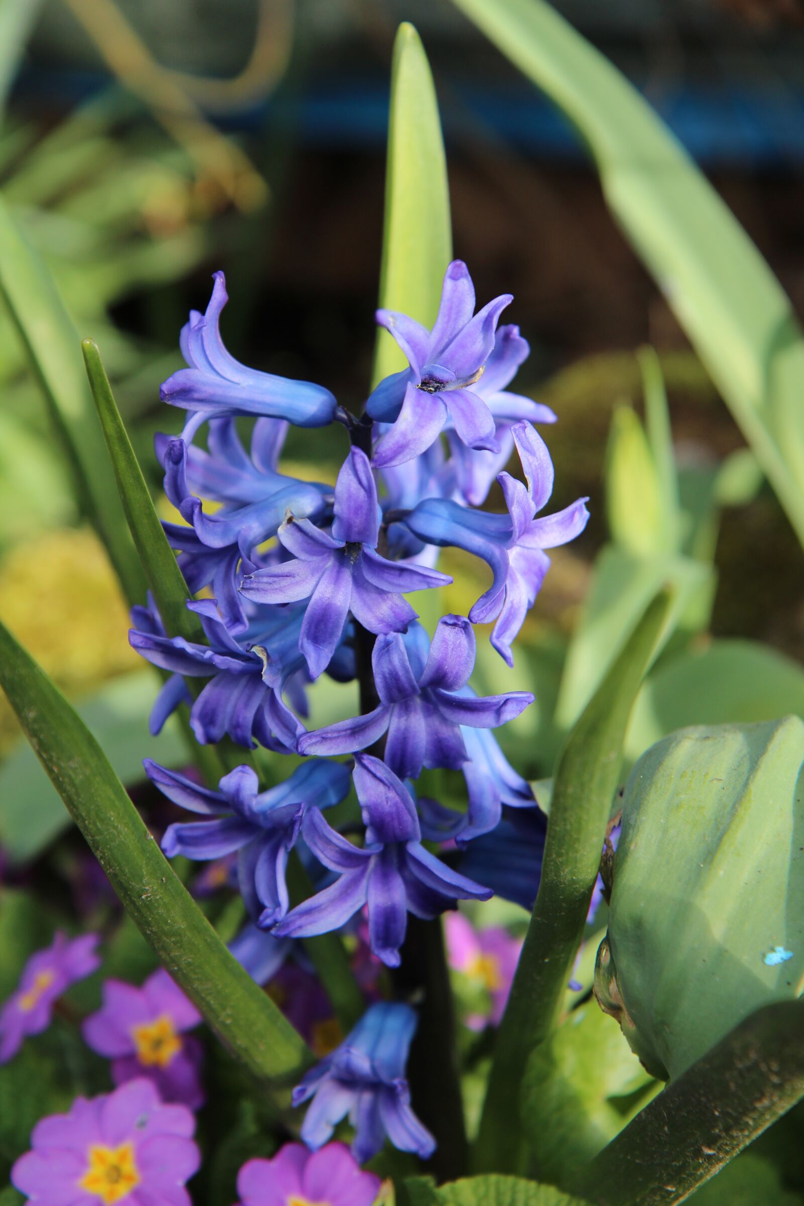Canon EOS 600D (Rebel EOS T3i / EOS Kiss X5) sample photo. Hyacinth, hyacinth blue, spring photography