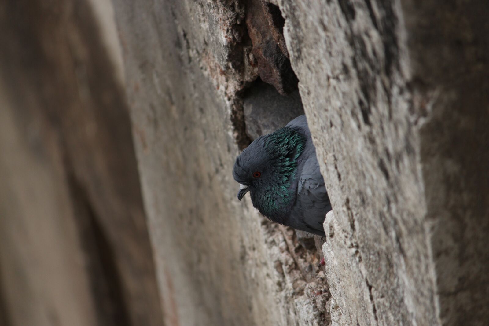 Canon EOS 700D (EOS Rebel T5i / EOS Kiss X7i) sample photo. Bird, pigeon, dove photography