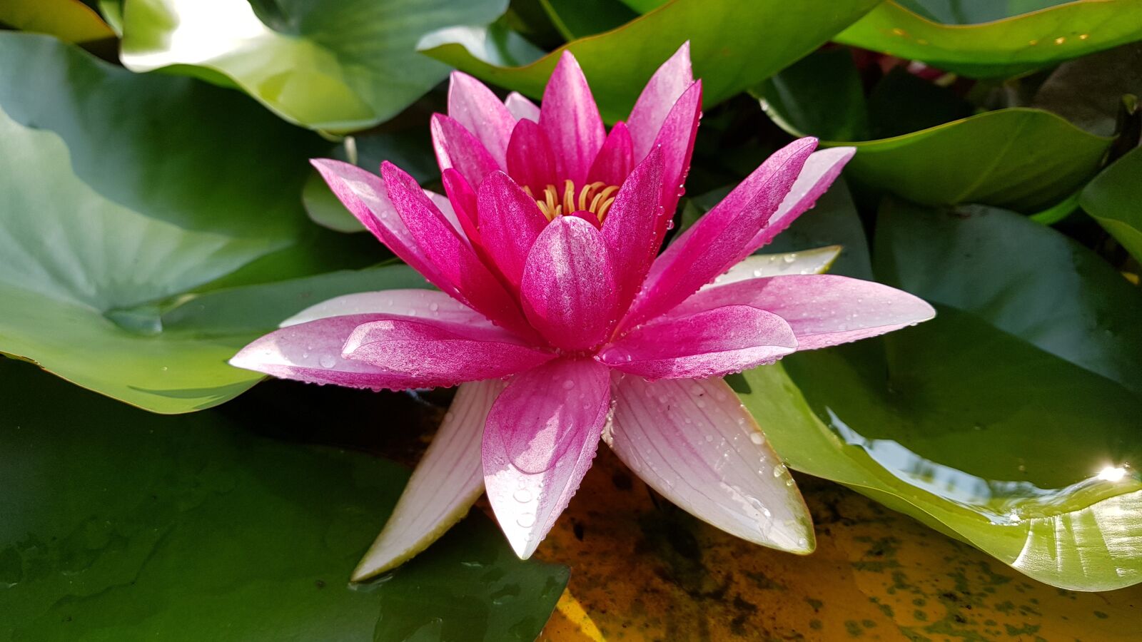 Samsung Galaxy S8+ sample photo. Water lily, pink, flower photography