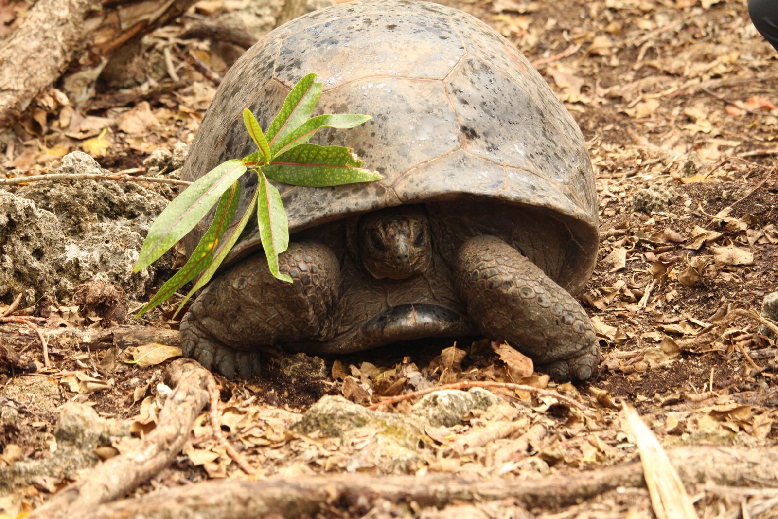 Canon EOS 700D (EOS Rebel T5i / EOS Kiss X7i) sample photo. Turtle, mauritius, nature photography