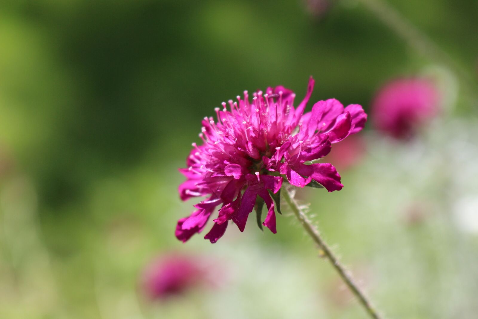 Canon EOS 700D (EOS Rebel T5i / EOS Kiss X7i) sample photo. Klee, pink, flower photography