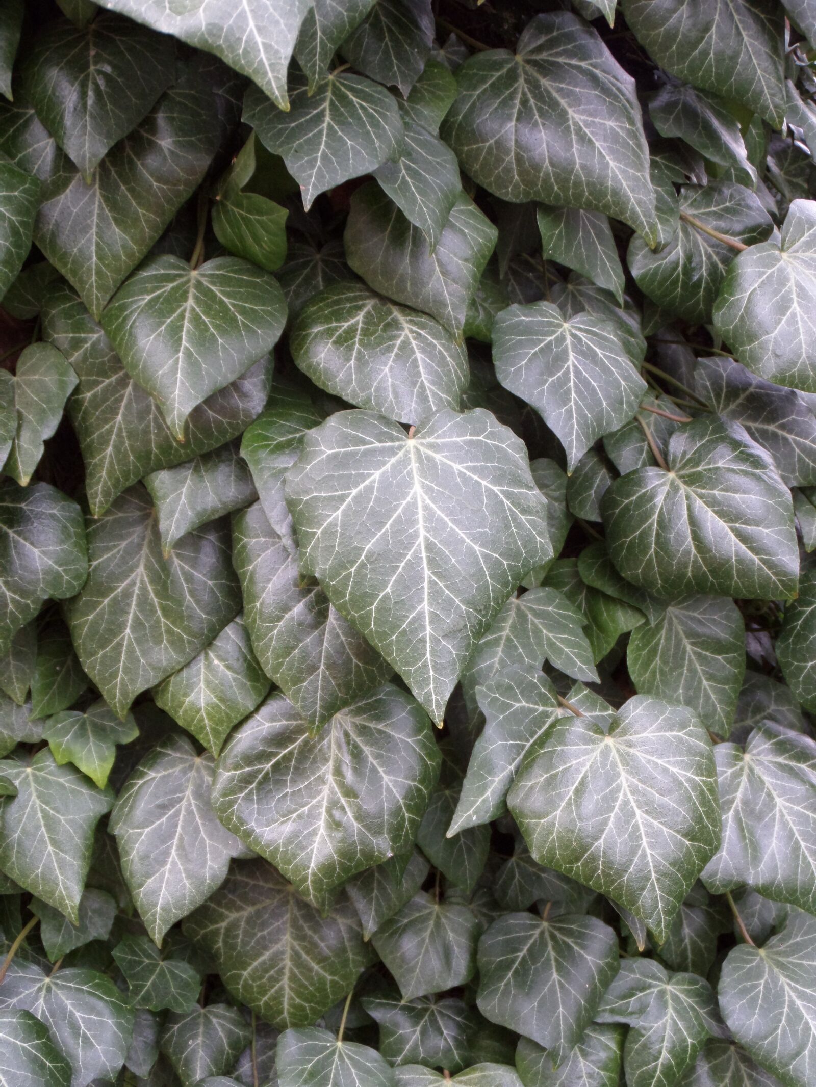 Samsung WB200F/WB201F/WB202F sample photo. Leaf, plant, ivy photography