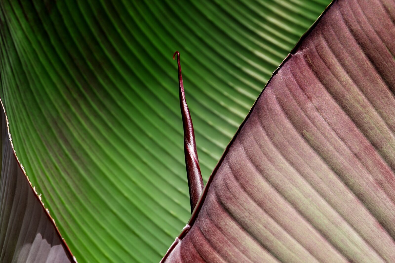 Fujifilm XF 55-200mm F3.5-4.8 R LM OIS sample photo. Leaf, banana leaf, greenish photography