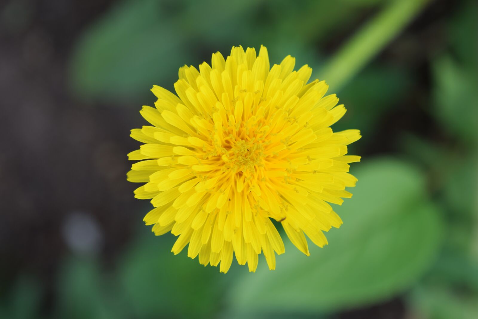 Nikon D5300 sample photo. Dandelion, yellow, greens photography