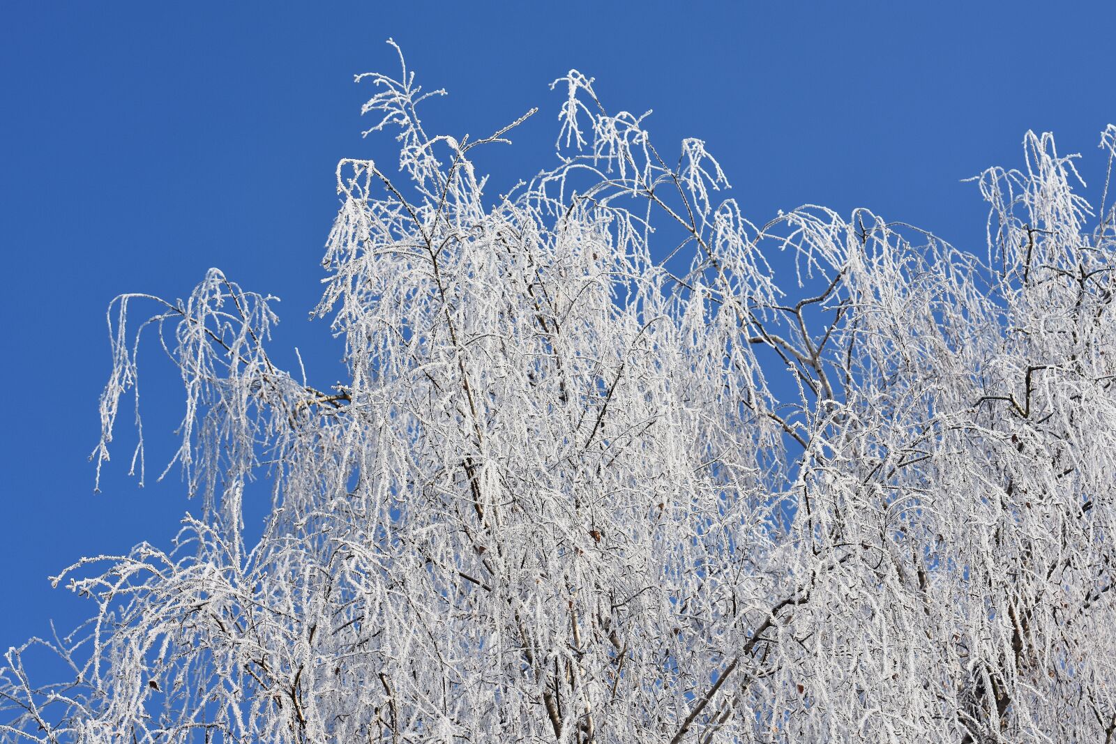 Nikon D7200 sample photo. Blue sky, tree, winter photography