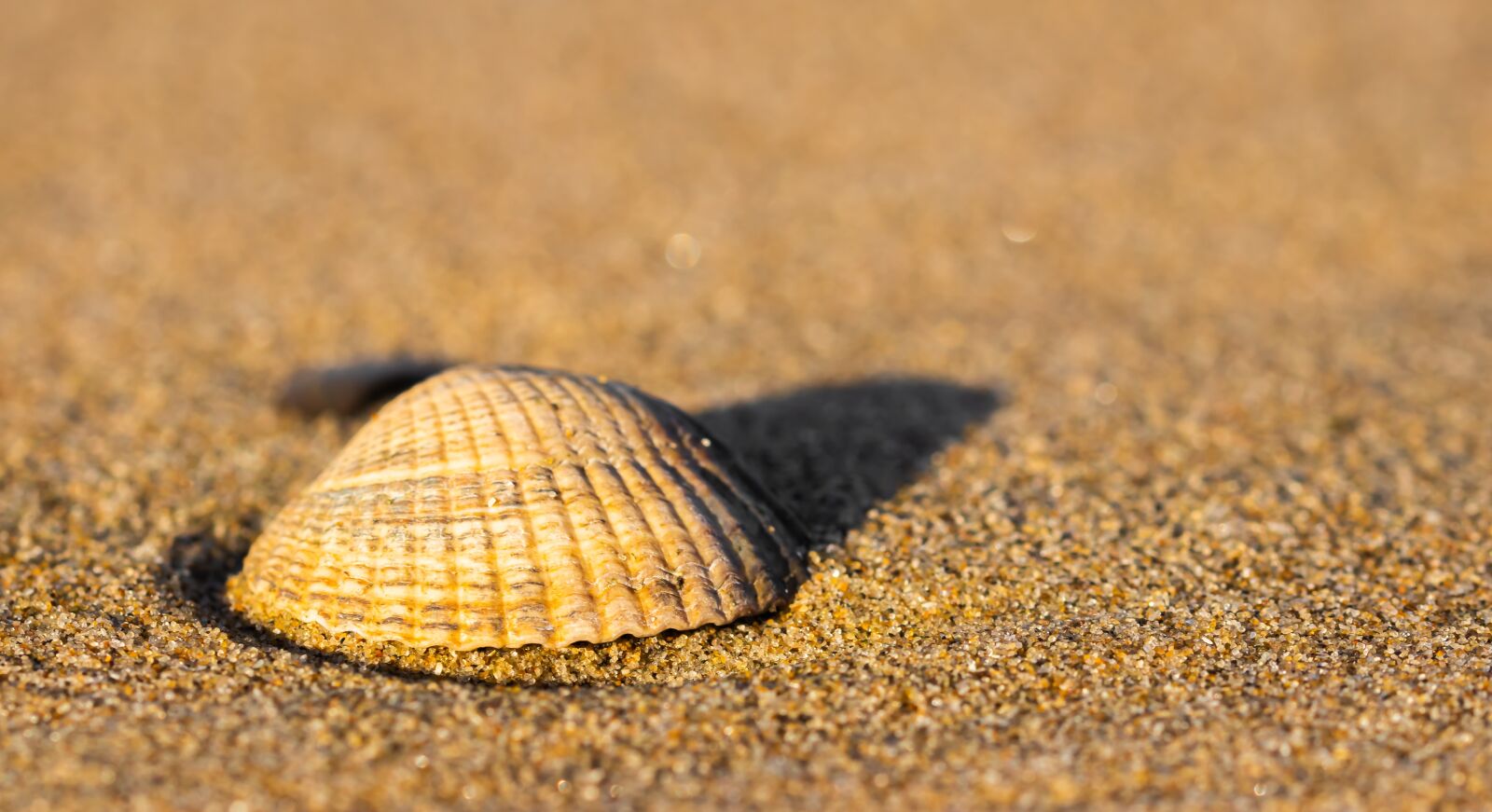 Canon EOS 80D sample photo. Shell, beach, sea photography