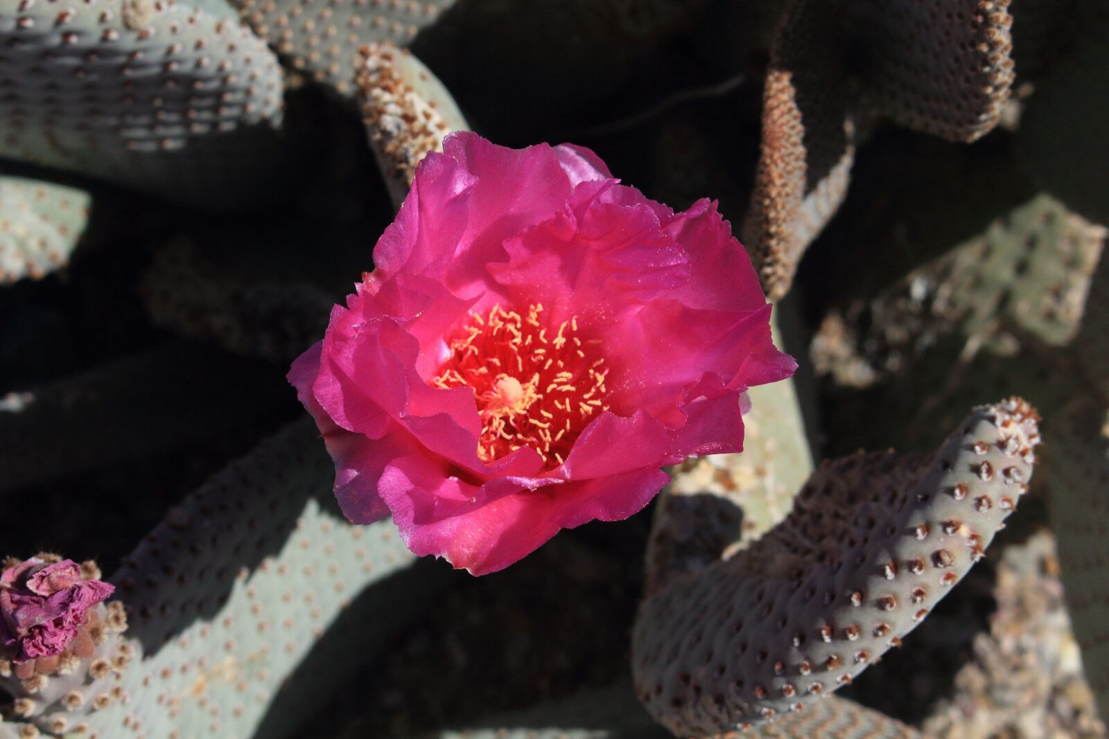 Canon EOS 700D (EOS Rebel T5i / EOS Kiss X7i) sample photo. Beavertail, cactus, southwestern photography