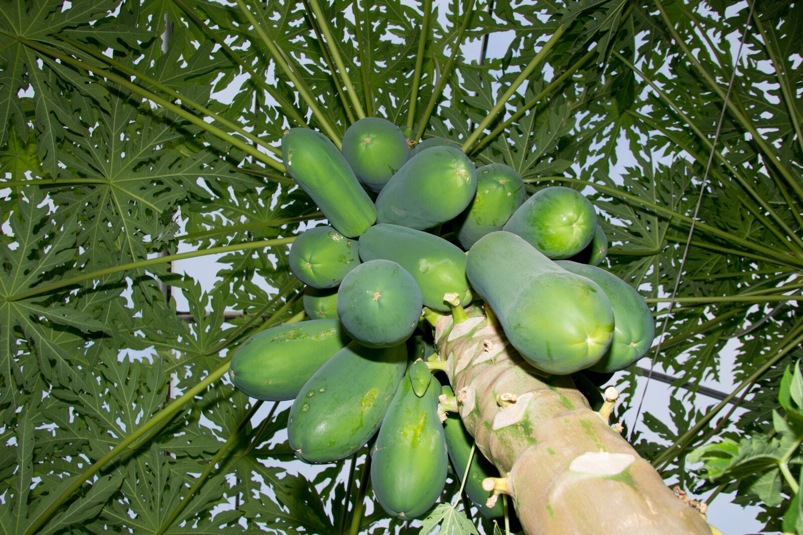 Canon EOS 60D sample photo. Papaya, tree, agriculture photography