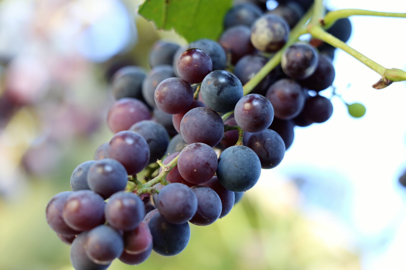 Canon EF 70-300 F4-5.6 IS II USM sample photo. Grapes isabella, black, healthy photography