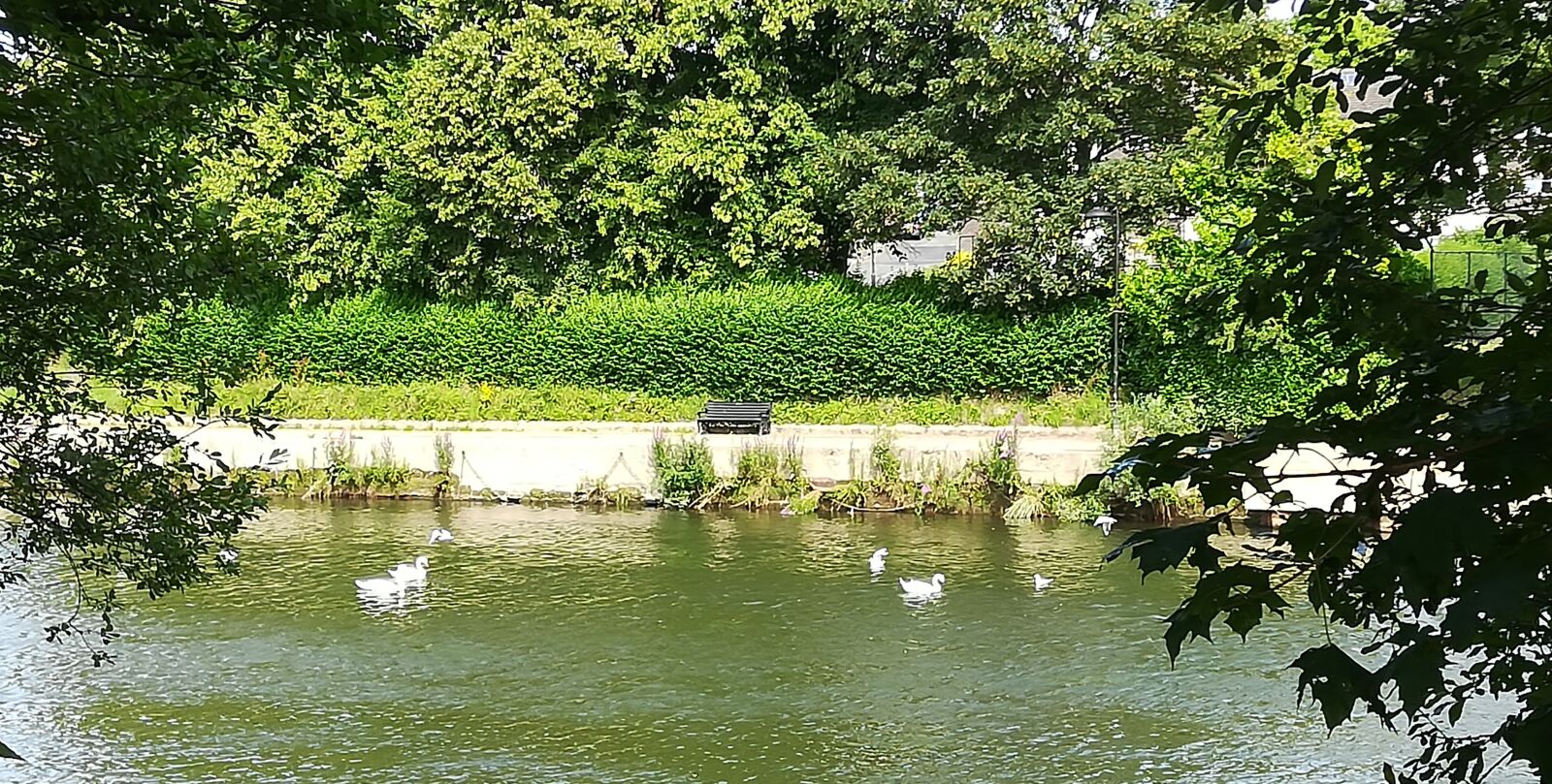 HUAWEI Honor 7X sample photo. Bench, river, swans photography