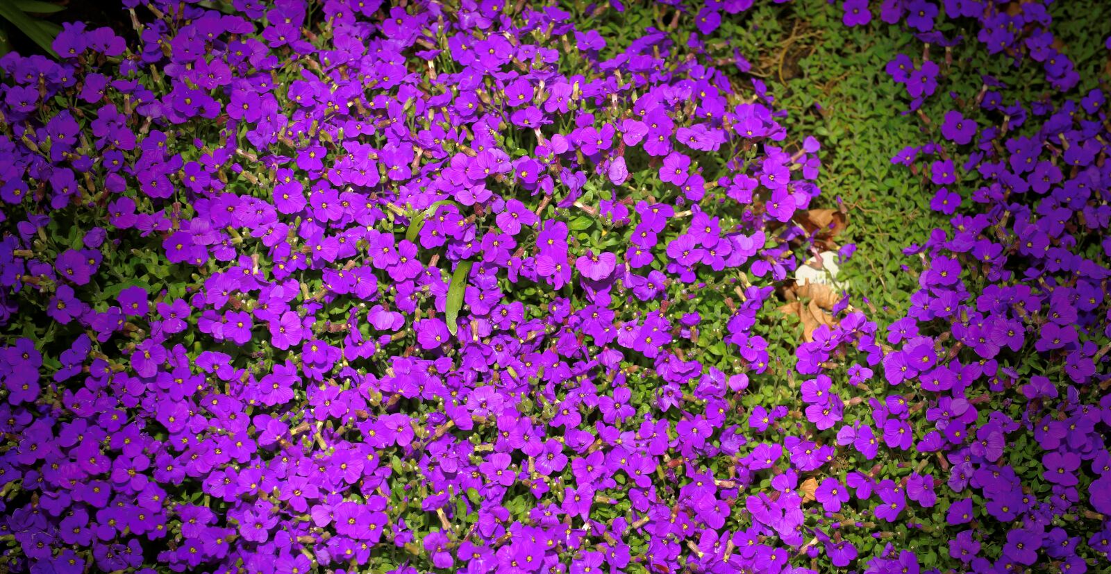 Sony a99 II sample photo. Flowers, purple, garden photography