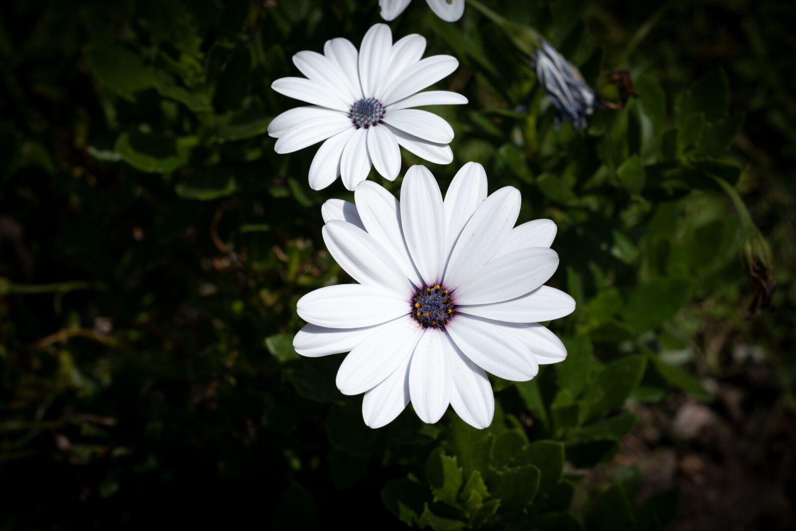 Nikon D750 sample photo. Flowers, white, garden photography