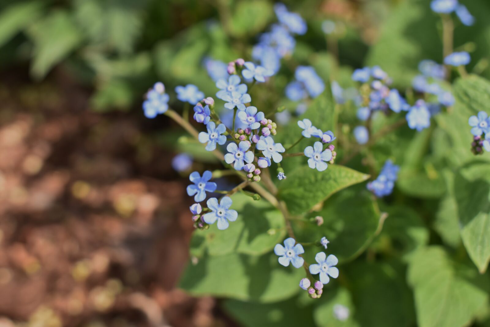 Nikon D5600 sample photo. Blossom, plant, nature photography