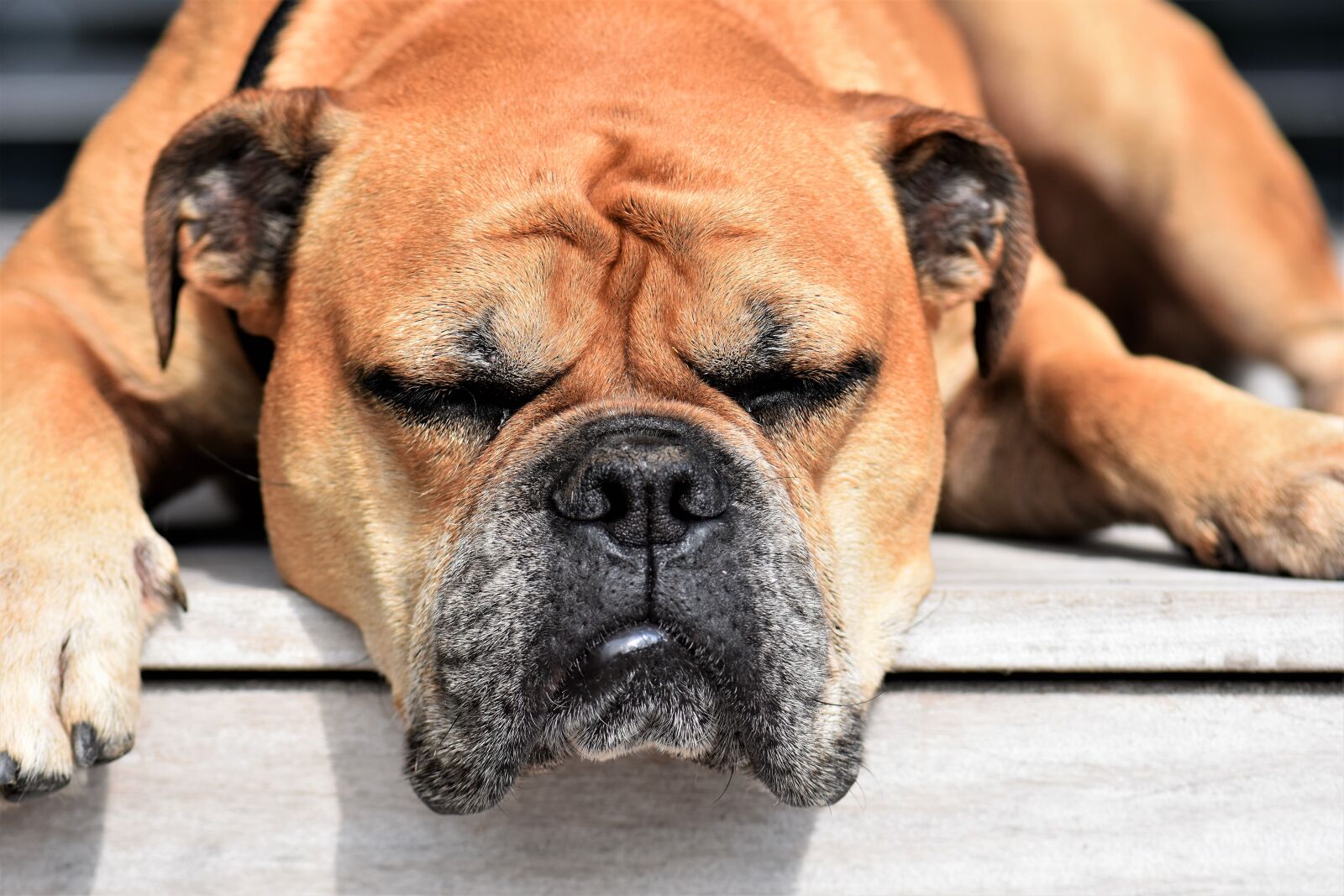 Nikon D5500 sample photo. Dog, animal, continental bulldog photography
