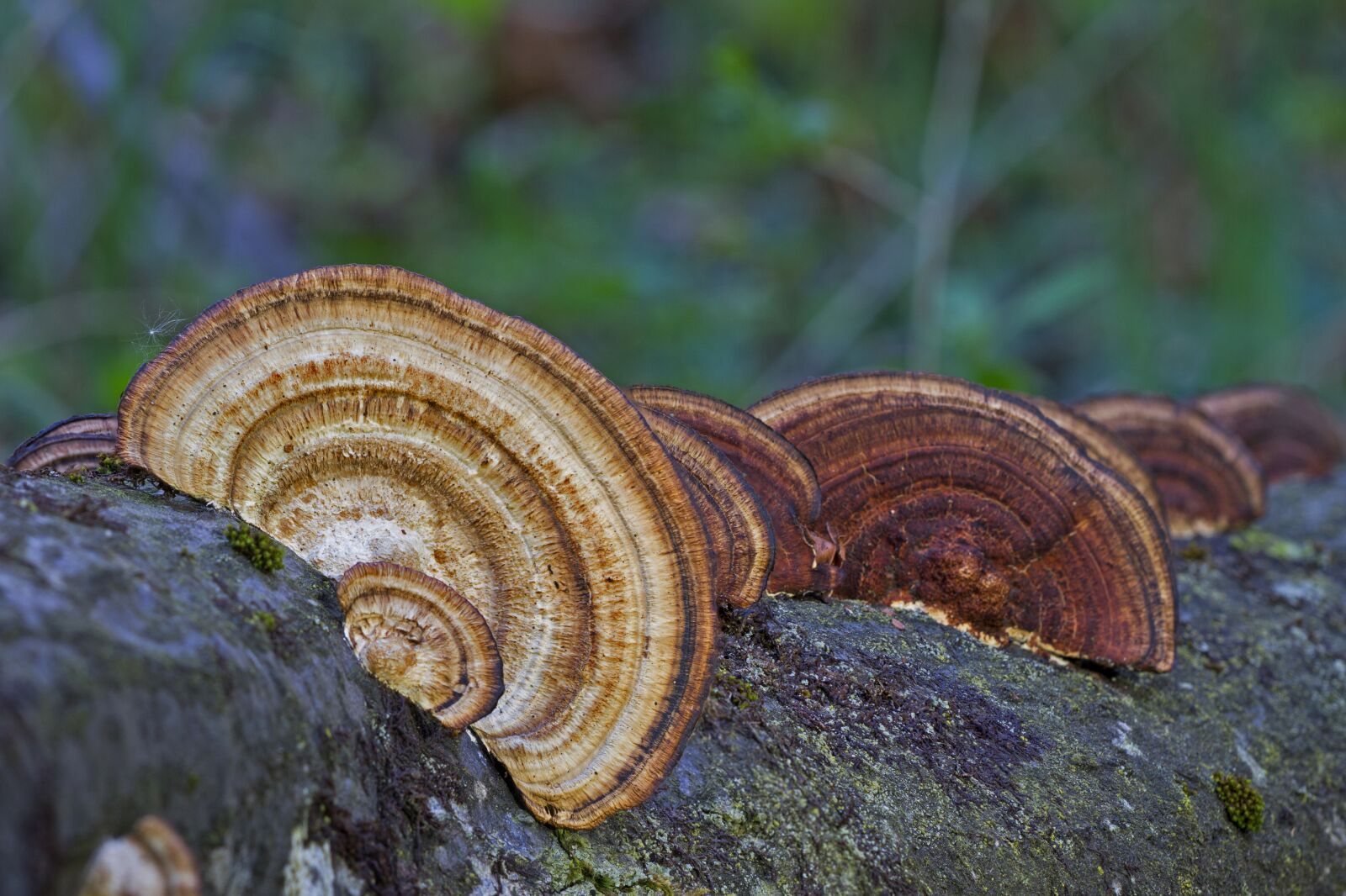 Canon EOS 7D sample photo. Mushroom, tree fungi, forest photography