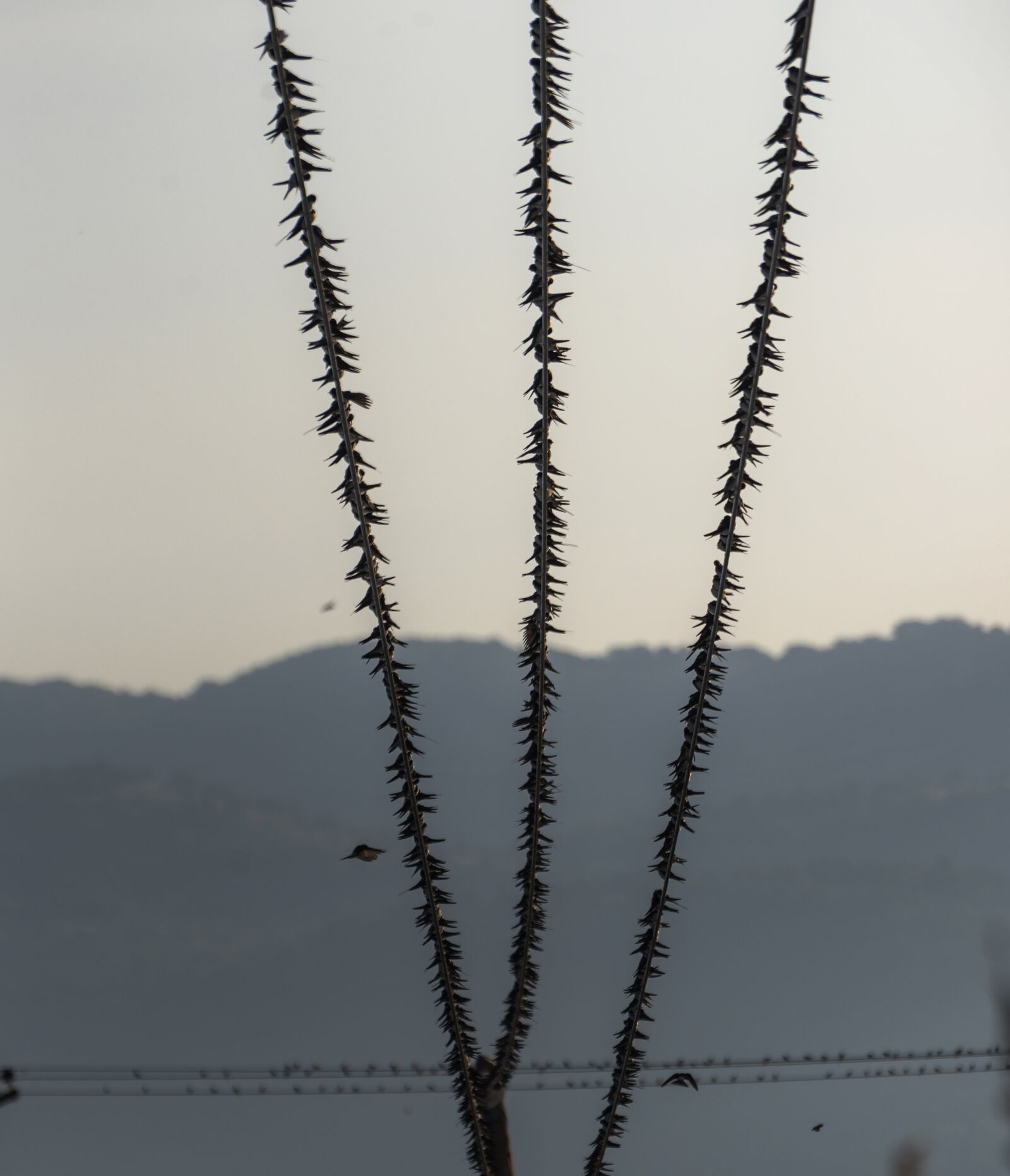 Nikon D750 sample photo. Swallows, birds, migration photography