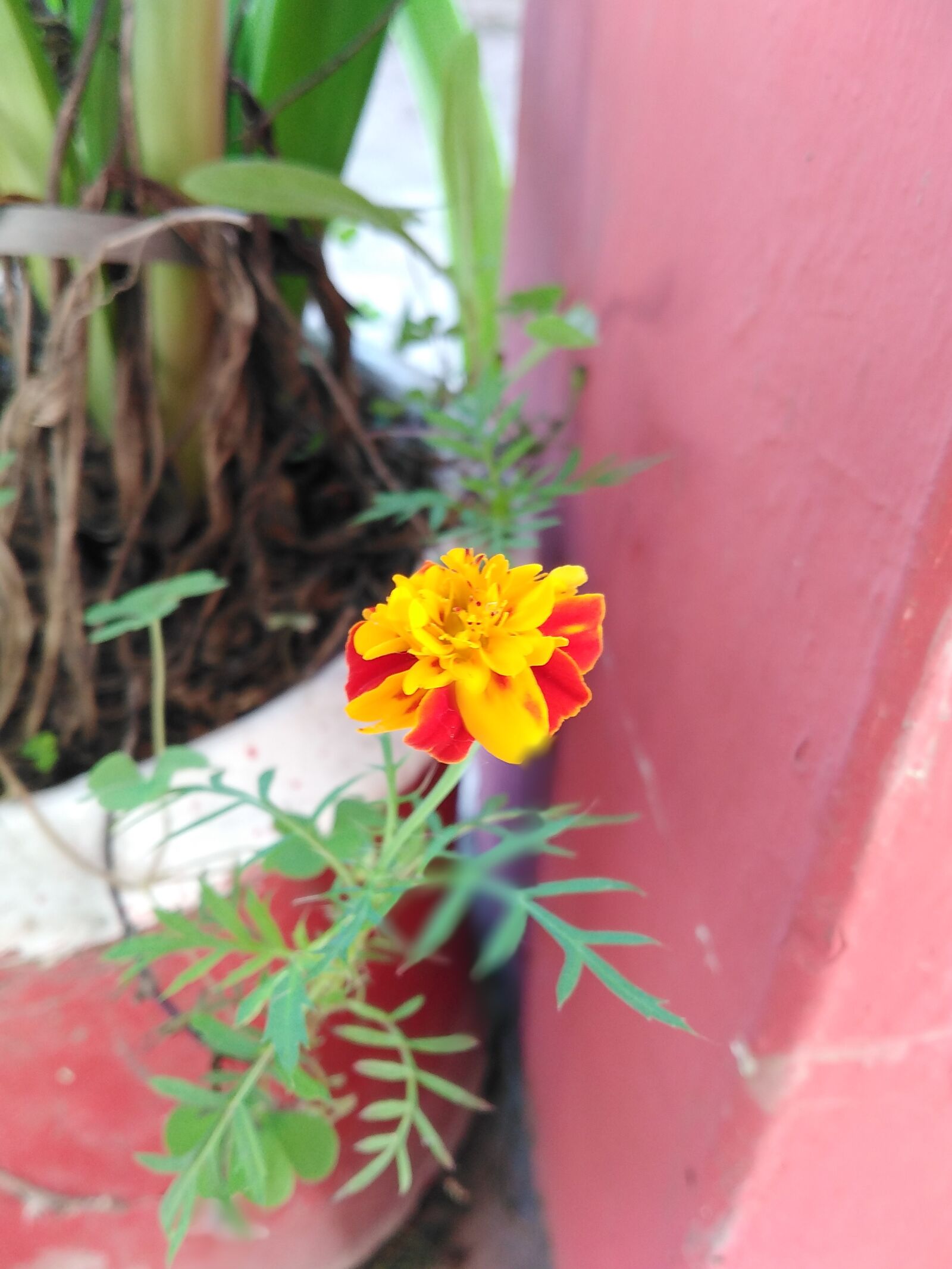 HUAWEI DUB-LX1 sample photo. Flower, plant, g photography