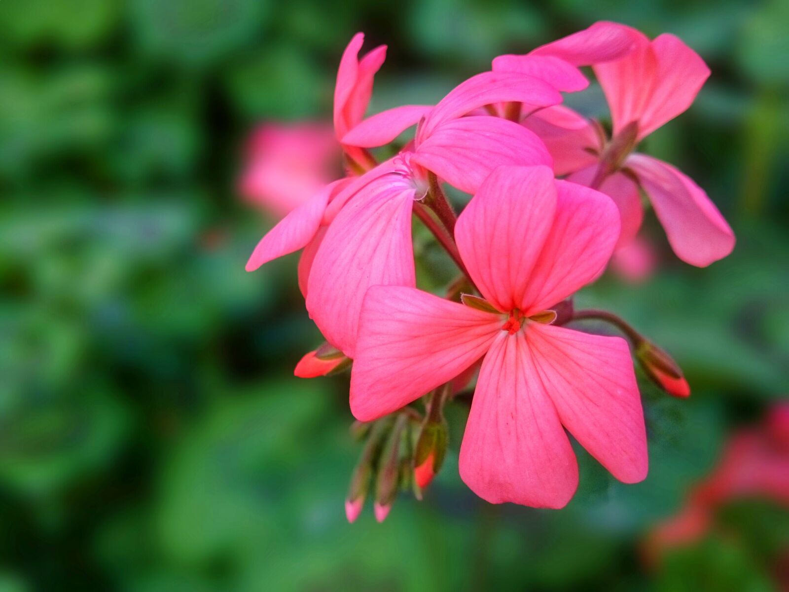 Sony Xperia Z1 sample photo. Flower, nature, garden photography