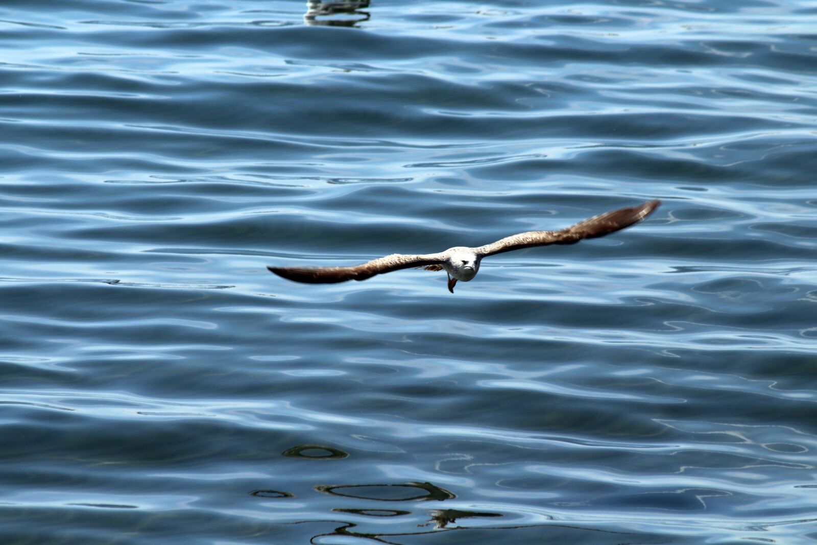 Canon EF 75-300mm F4.0-5.6 IS USM sample photo. Bird, sea, seagull photography