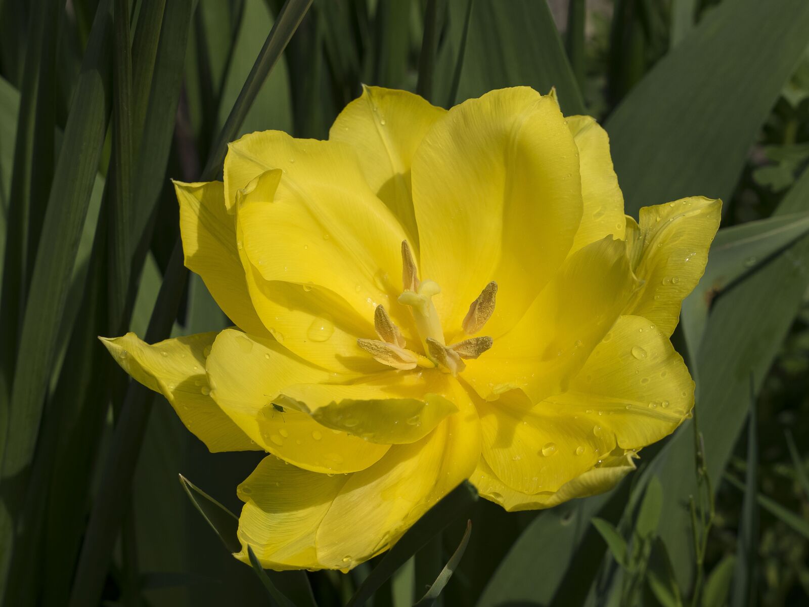 Olympus OM-D E-M1 + Olympus M.Zuiko Digital ED 40-150mm F2.8 Pro sample photo. Tulip, yellow flowers, tulip photography