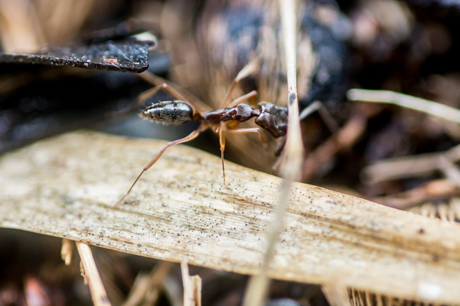 Nikon D7100 sample photo. Ant, nature, biology photography