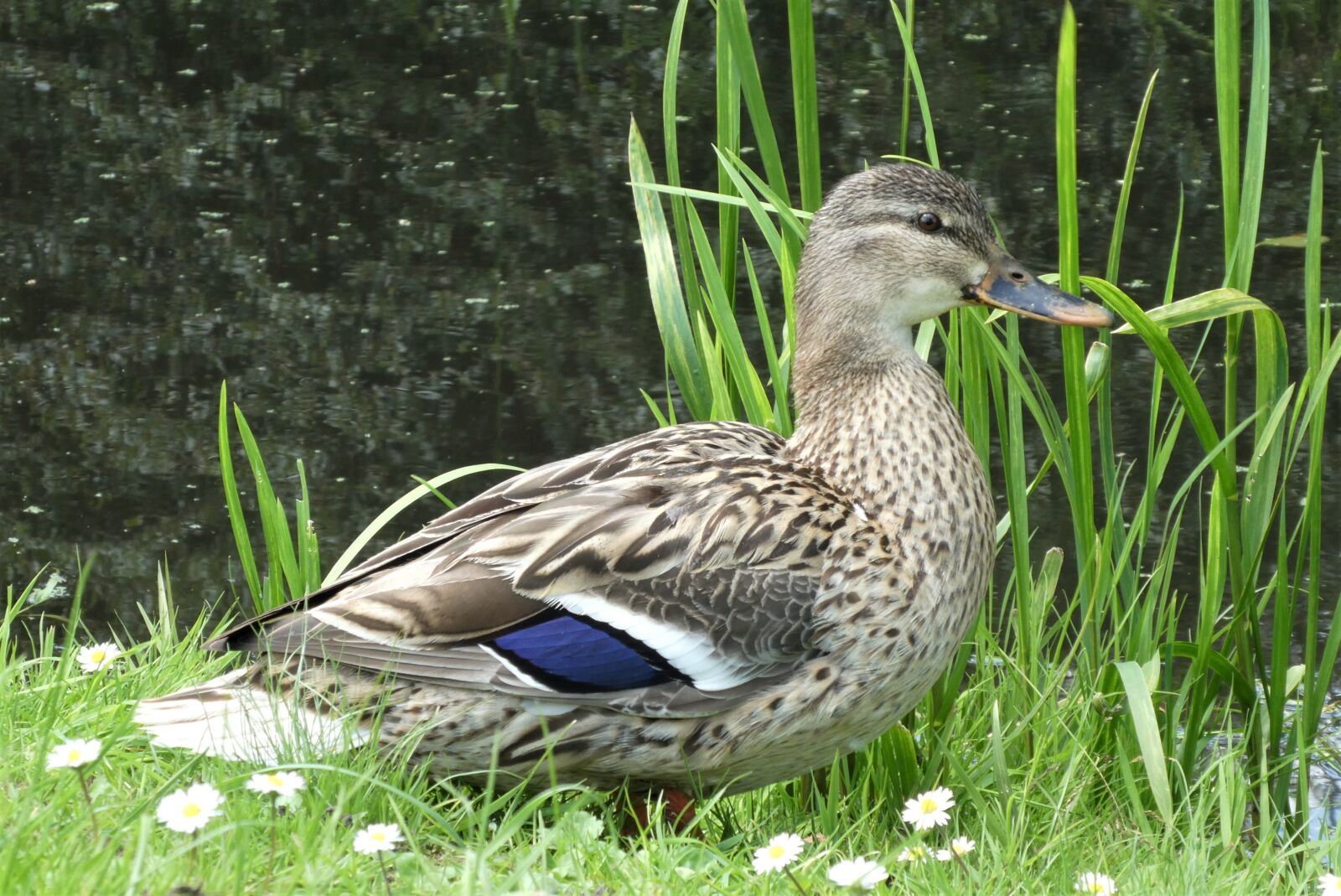 Panasonic Lumix DC-ZS70 (Lumix DC-TZ90) sample photo. Duck, drake, male photography