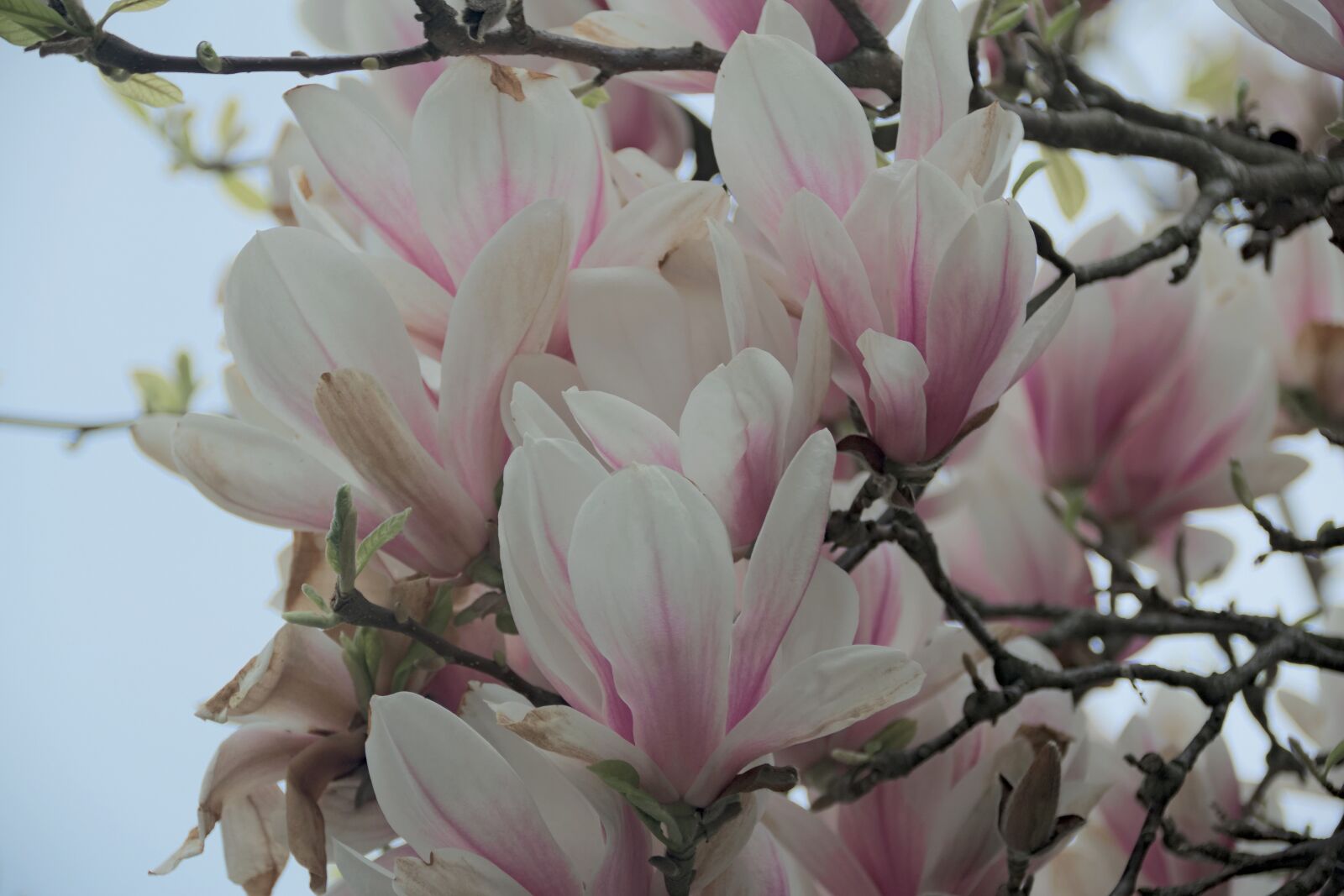 Nikon D3300 sample photo. Magnolia, flower, magnolias photography