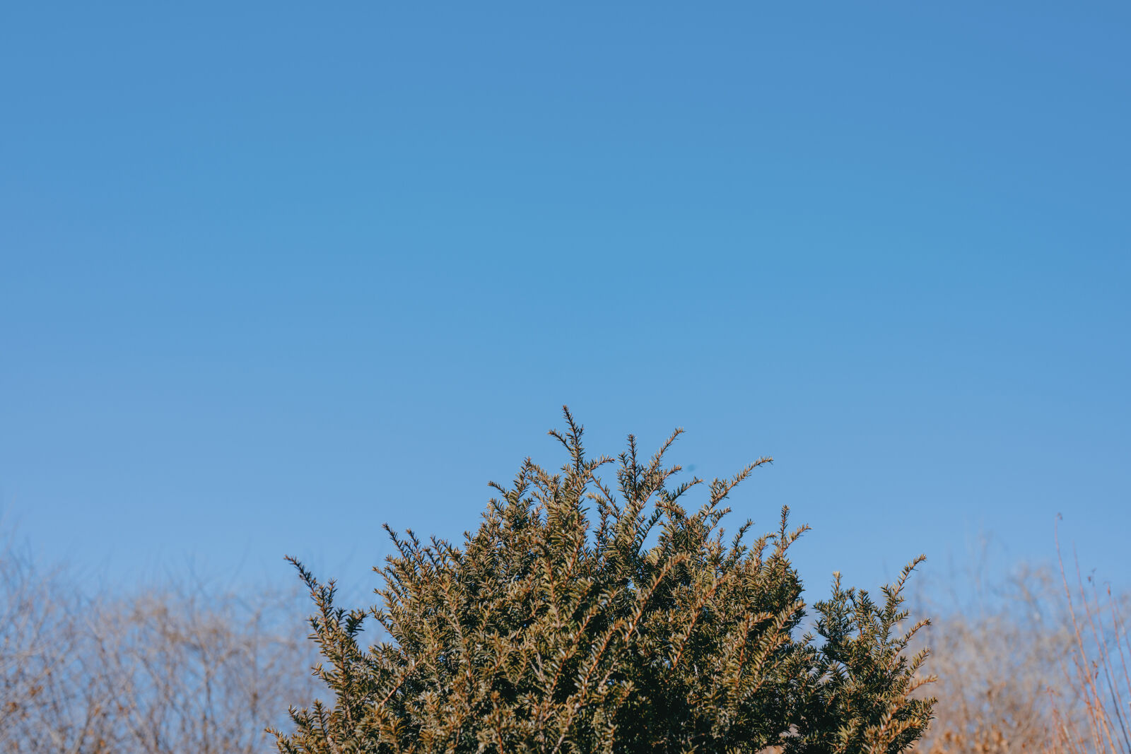 Nikon Nikkor Z 50mm F1.8 S sample photo