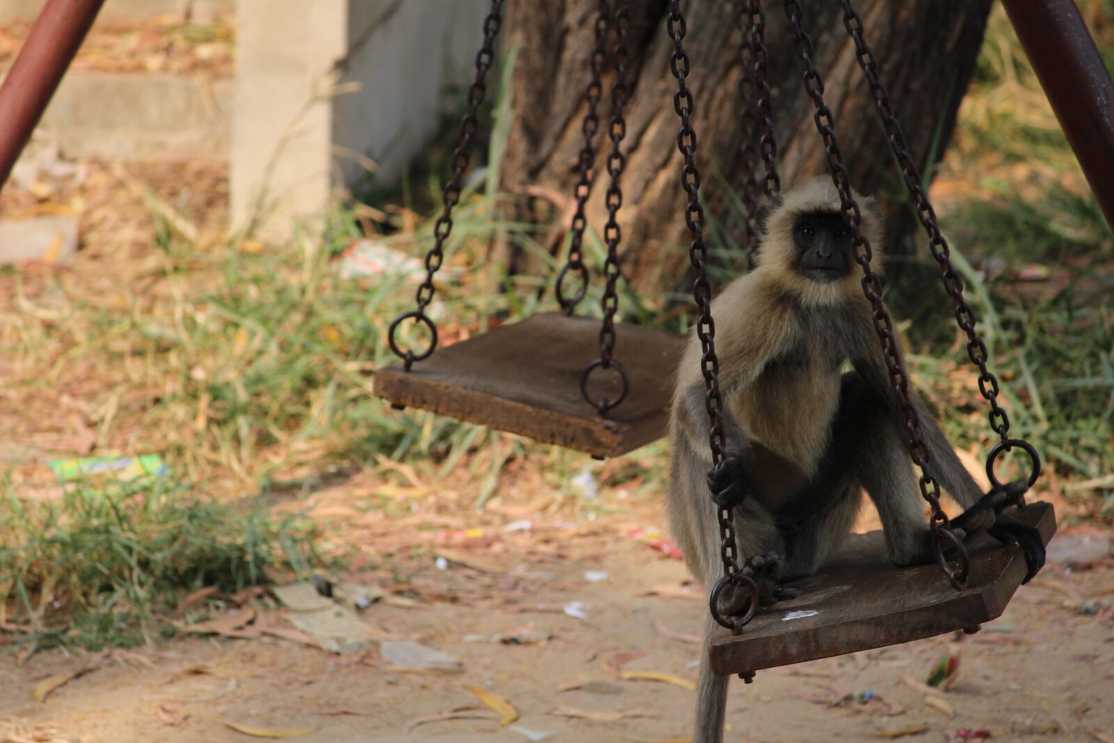 Canon EOS 700D (EOS Rebel T5i / EOS Kiss X7i) sample photo. Monkey, monkey sitting, funny photography