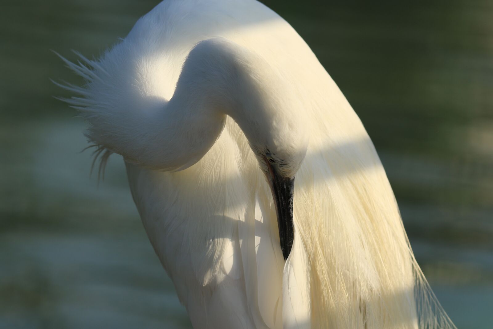 Canon EOS 7D Mark II sample photo. Bird, little egret, white photography