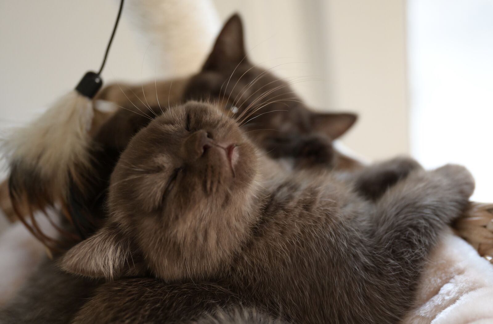 Nikon Z6 sample photo. Cat, kitten, pet photography
