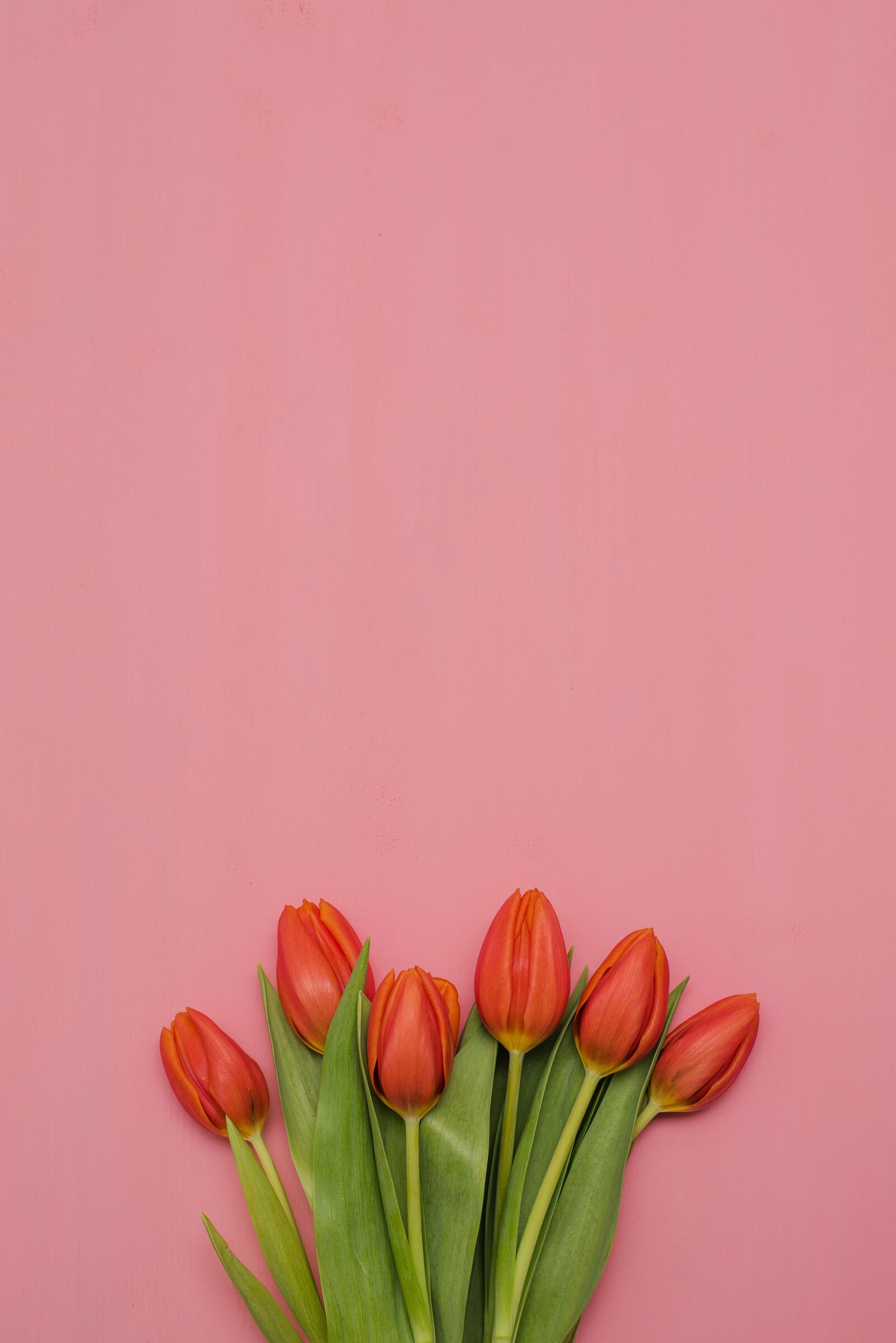 Nikon D750 sample photo. Flower, nature, tulip photography