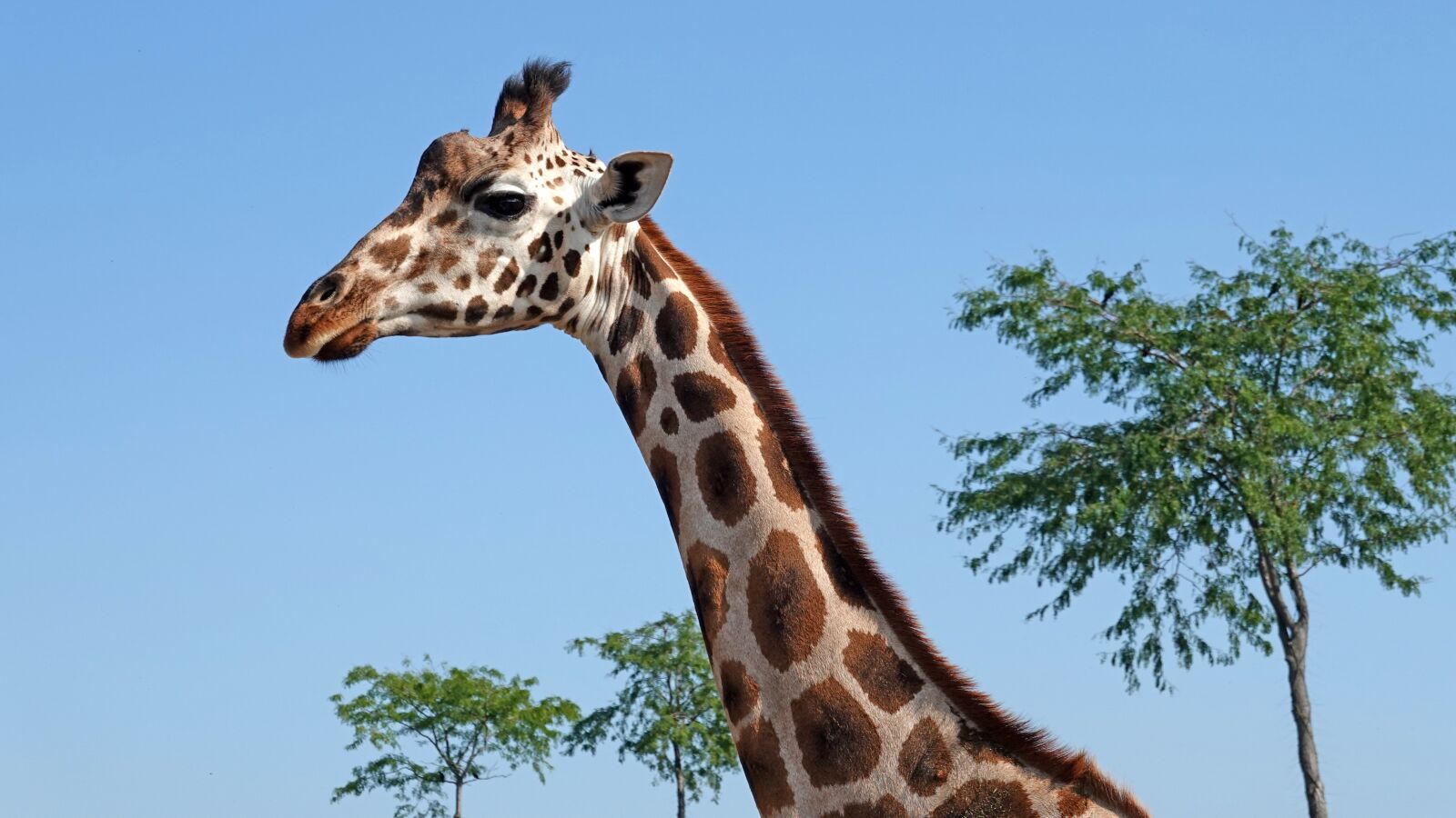 Sony Cyber-shot DSC-RX100 VI sample photo. Giraffe, long neck, even-toed photography