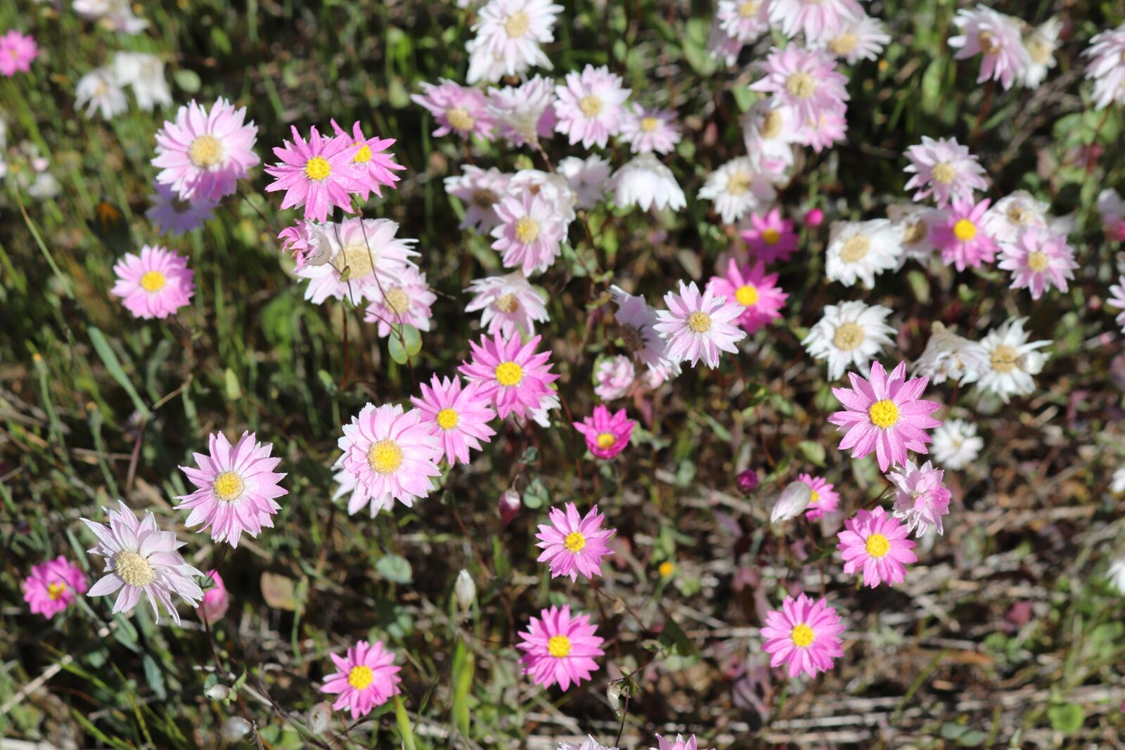 Canon EOS 800D (EOS Rebel T7i / EOS Kiss X9i) sample photo. Wild flowers, western australia photography