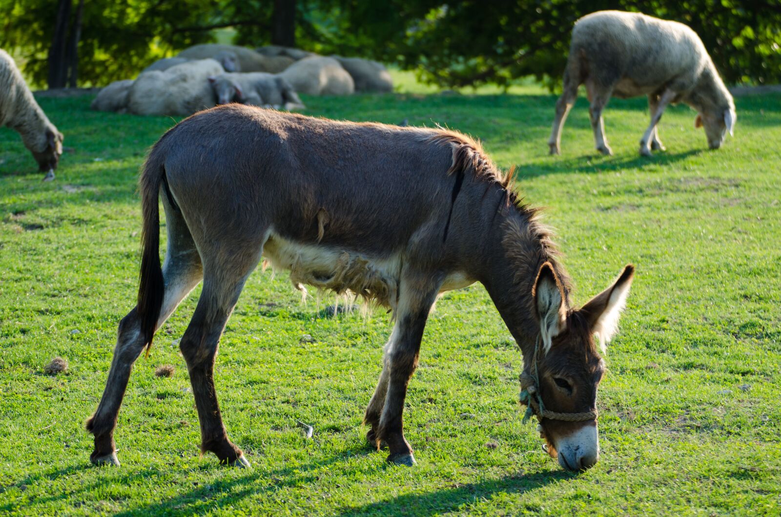 Nikon D7000 sample photo. Donkey, animal, farm photography