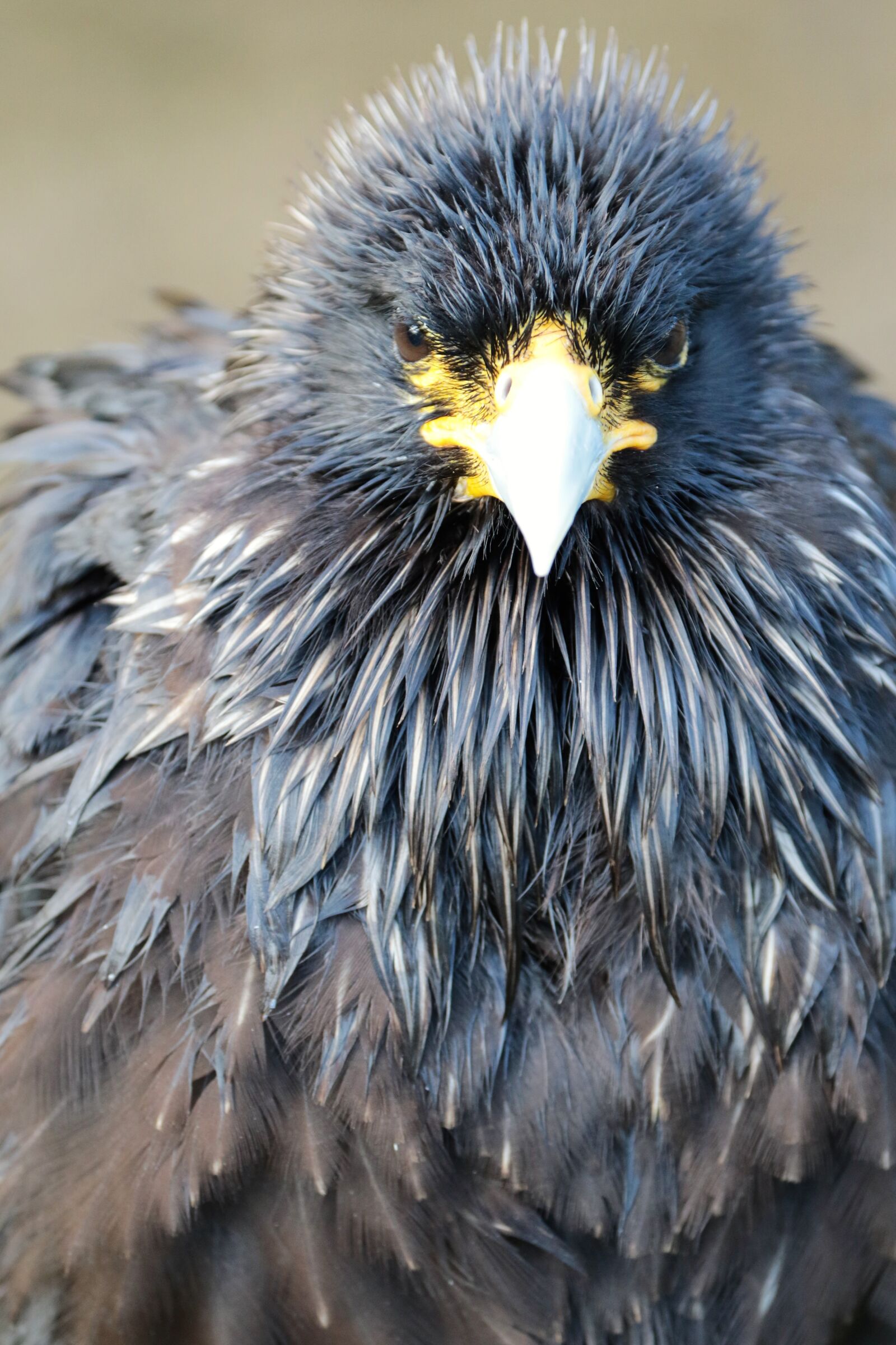 Canon EF 70-300mm F4-5.6L IS USM sample photo. Caracara, bird of prey photography