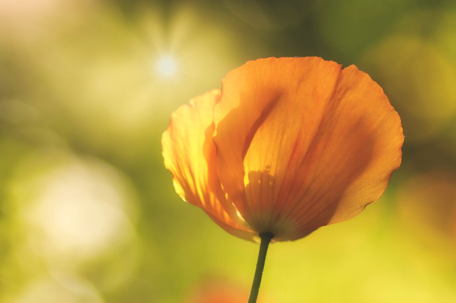 Tamron SP 90mm F2.8 Di VC USD 1:1 Macro sample photo. Poppy, orange, backlighting photography