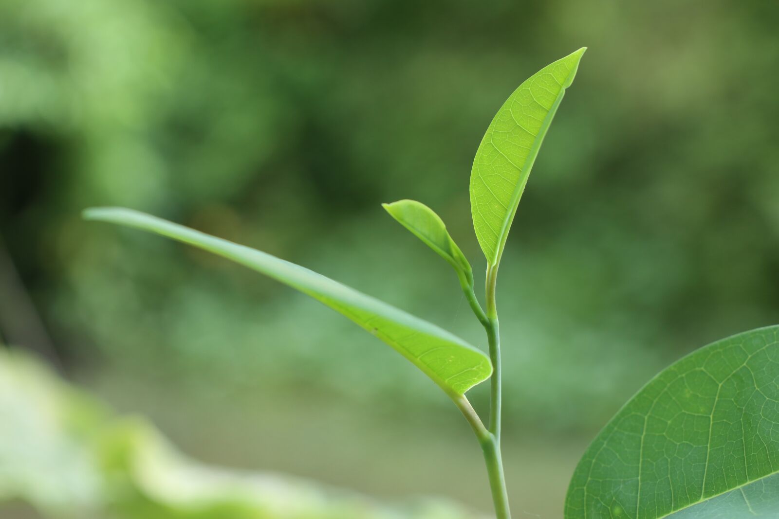 Canon EF-M 18-150mm F3.5-6.3 IS STM sample photo. Leaf, green, riverside photography