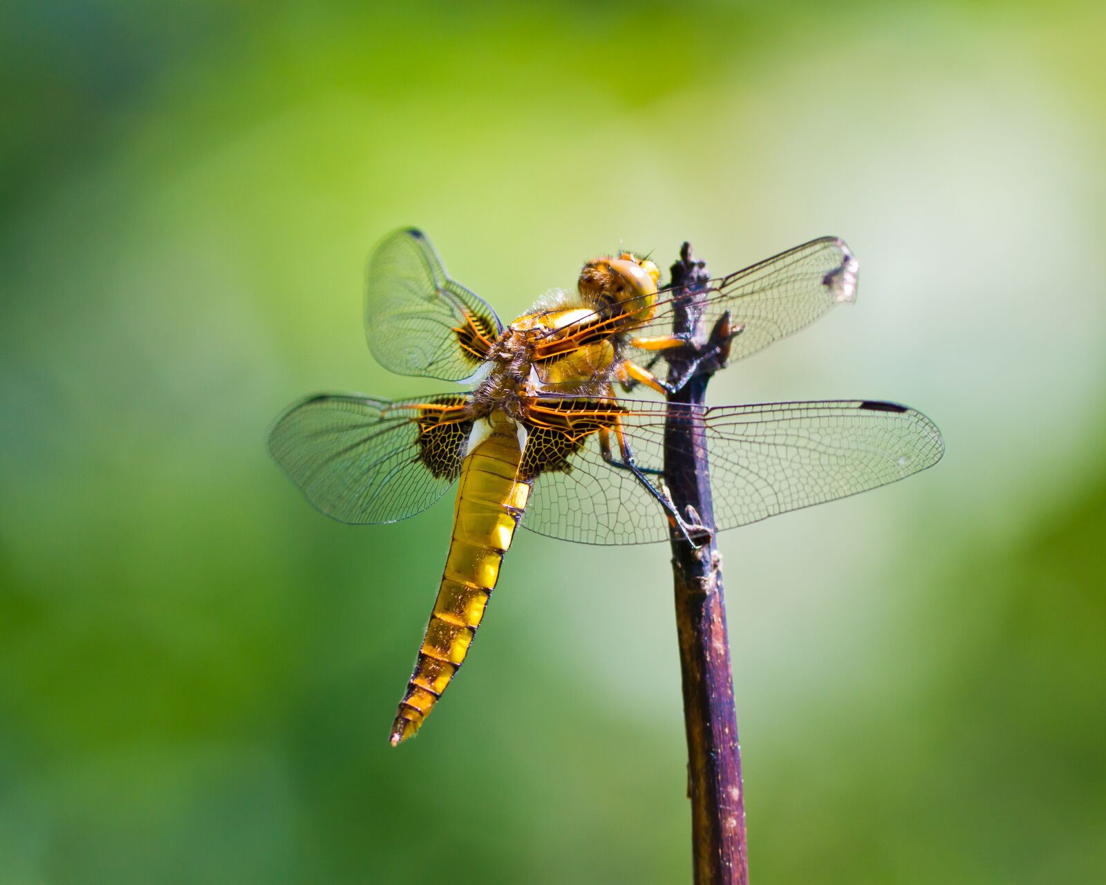 Canon EOS 7D + Canon EF 300mm F4L IS USM sample photo. Dragonfly, nature, wing photography
