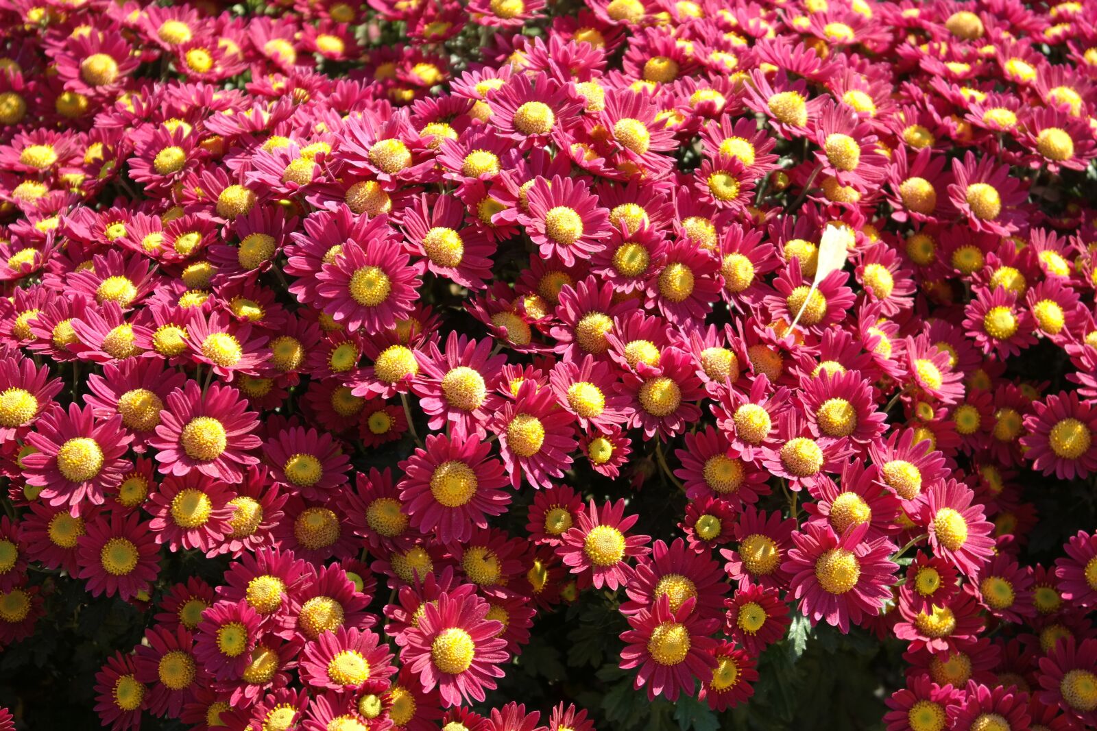 Samsung NX300 sample photo. Chrysanthemum, bright, autumn photography
