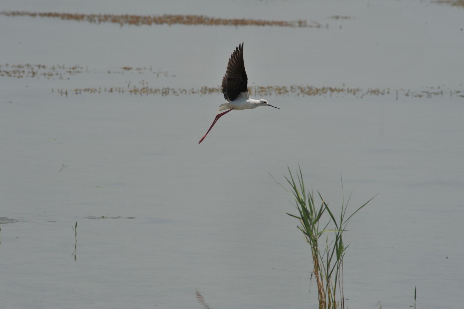 Nikon D700 sample photo. Bird, wild, flight photography