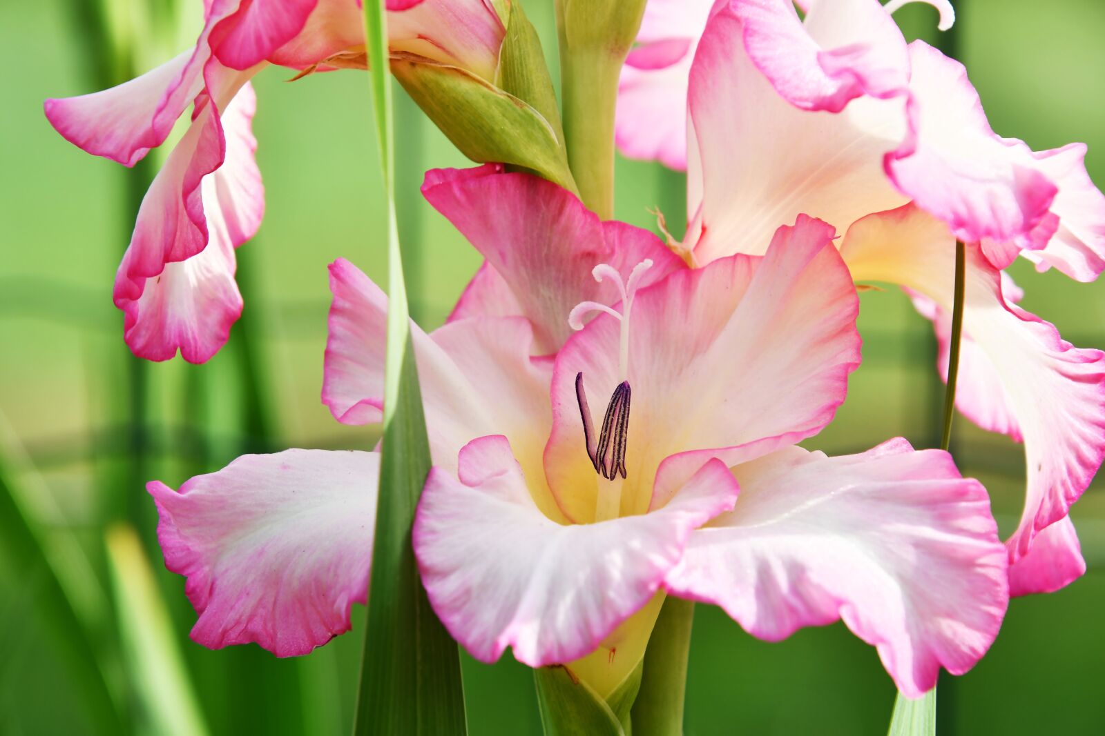 Nikon D7500 sample photo. Flower, pink, green photography