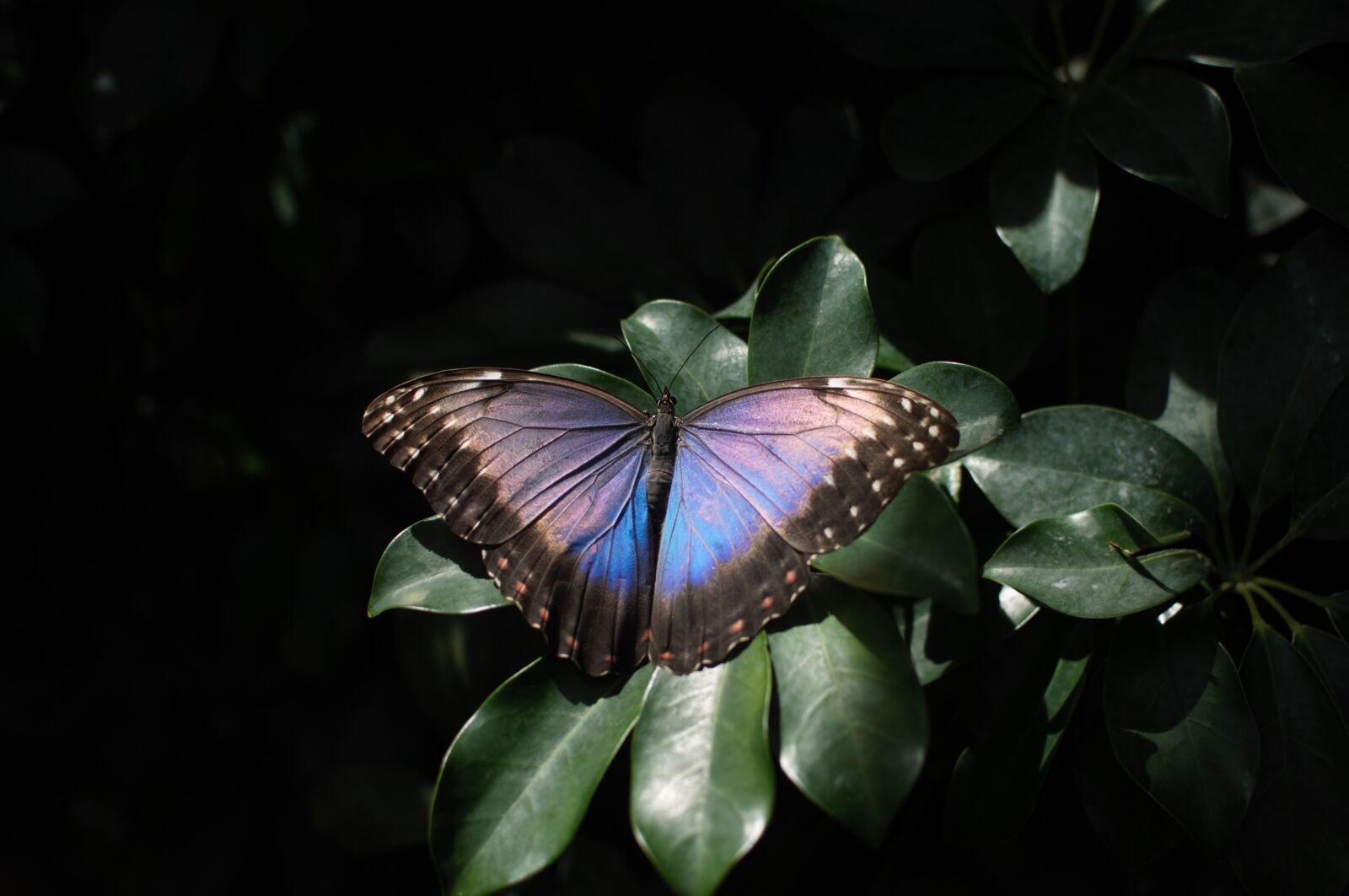 Nikon D5000 sample photo. Night, butterfly, insect photography