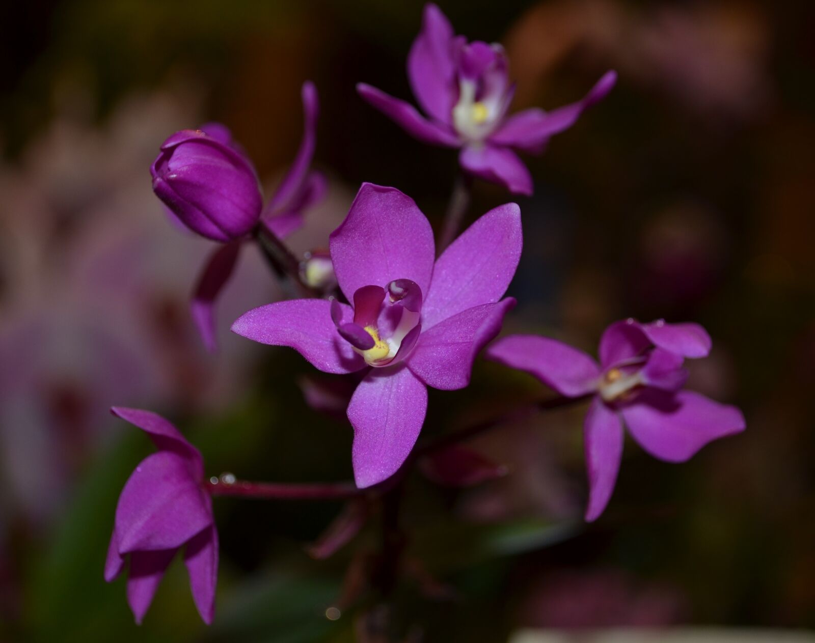 Nikon D5100 sample photo. Orchid, purple, flower photography