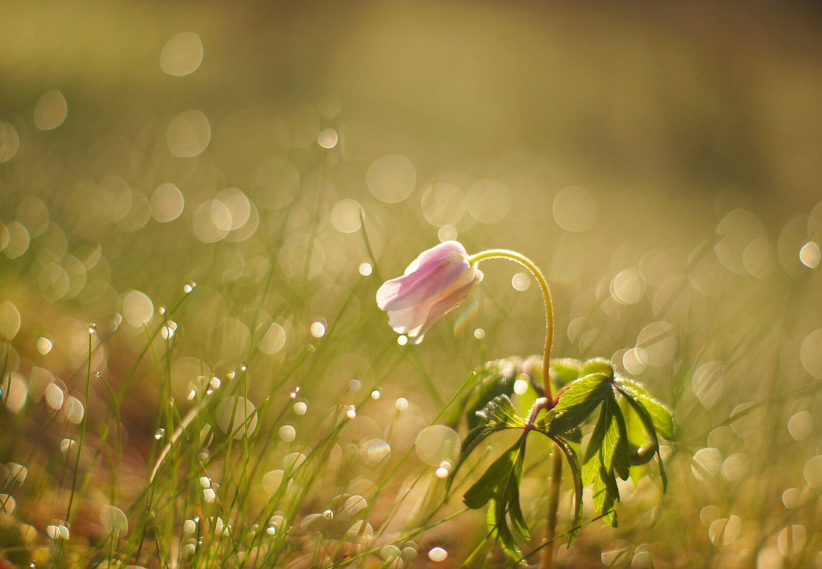 Sony SLT-A35 sample photo. Flower, spring, meadow photography