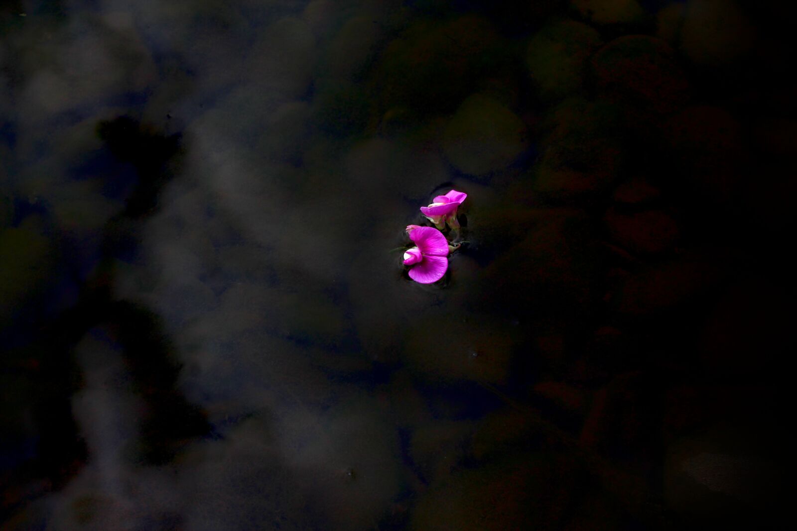 Canon EOS 1100D (EOS Rebel T3 / EOS Kiss X50) sample photo. Rose, river, wild rose photography