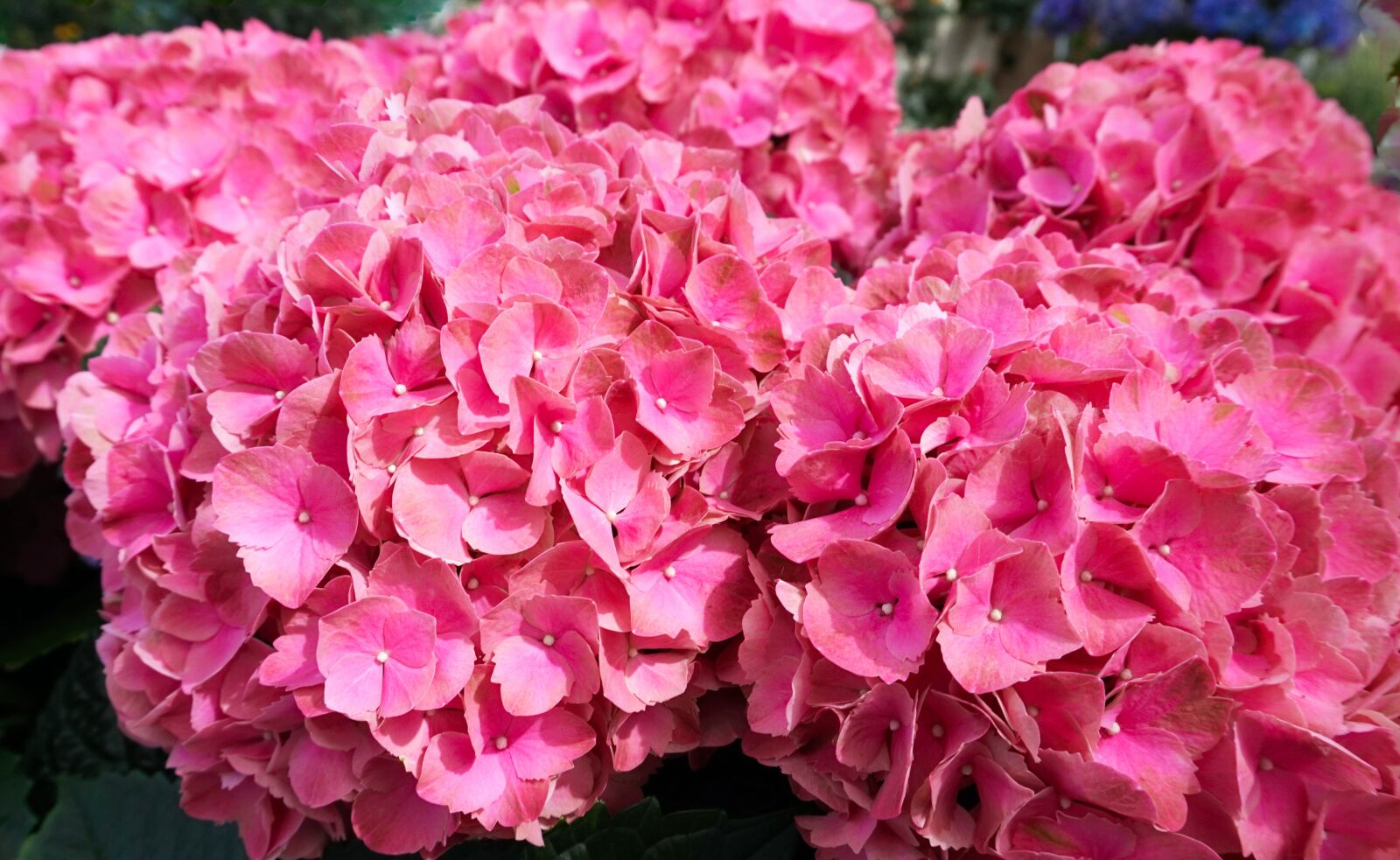 Sony Alpha a5000 (ILCE 5000) sample photo. Hydrangeas, blossom, bloom photography
